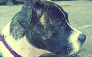 Lola