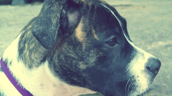 Lola